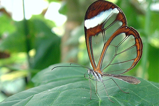 mariposa ttransparente 2